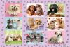 Meine Tierfreunde, 100 db  (56268) My Animal Friends, 100 pcs