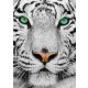 White Siberian Tiger - Enjoy 1257 - 1000 darabos puzzle